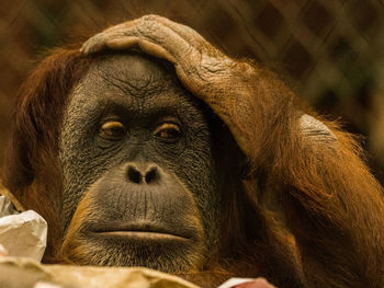 Close-up of monkey resting