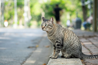 Cute tabby cat looking something on the grass floor in the garden public park.