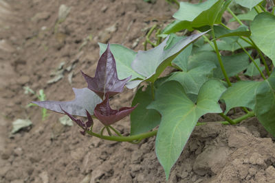 High angle view of plant growing on land