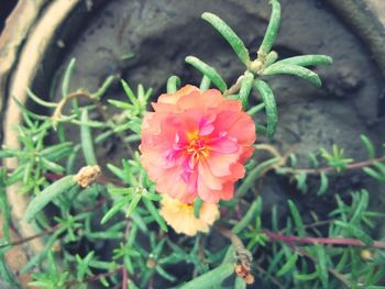 High angle view of pink flowers blooming outdoors