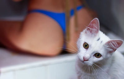 Close-up portrait of a cat