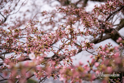 flowering plant