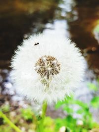 Close-up of dandelion on plant