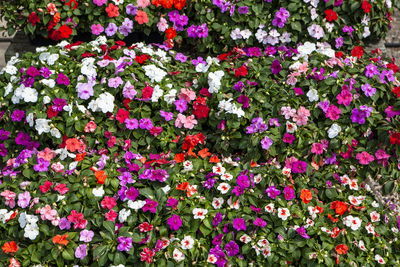 High angle view of pink flowering plants