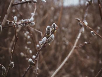 Close-up of snow on twig