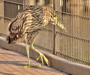 Close-up of bird perching outdoors