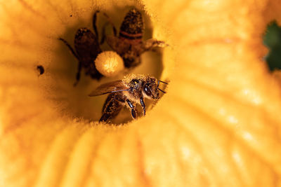 Close-up of a bee covered in polen on a flower