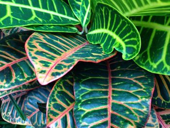 Full frame shot of fresh green plant
