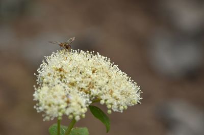 Close-up of white flowers