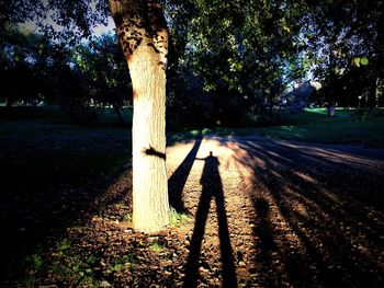 Shadow of trees on grass