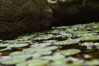 Close-up of rocks in water