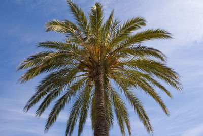 Low angle view of palm tree against sky