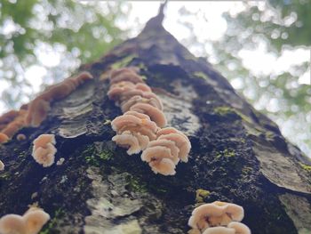 Close-up of mushrooms growing on tree trunk