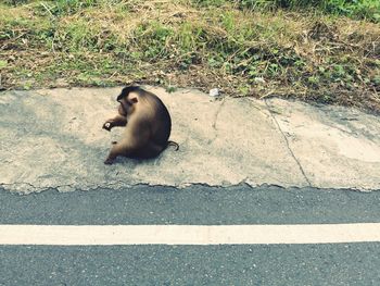 High angle view of sitting on road by street