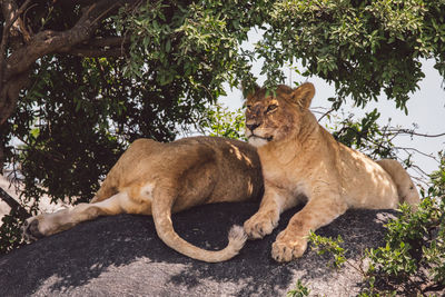 Two lion cubs sitting on a rock under a tree