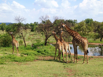 Giraffes standing on grassy field