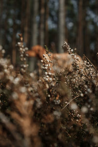 Close-up of tree in forest