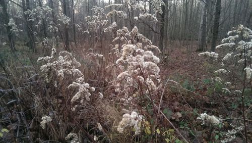 White flowers in forest