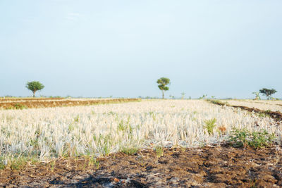 Scenic view of agricultural field against clear sky