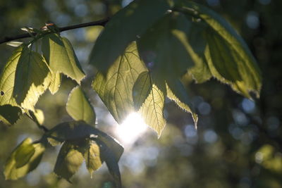 Close-up of leaves on tree