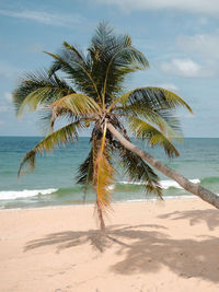 Palm tree on beach against sky