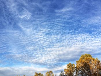 Low angle view of trees against blue sky