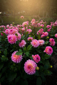 Close-up of pink flowers blooming outdoors