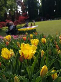 Yellow tulips blooming on field