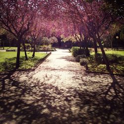 Footpath in park