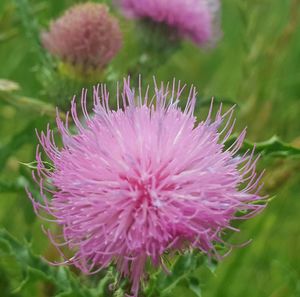 Close-up of pink flower growing on field