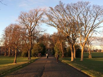 View of trees in park