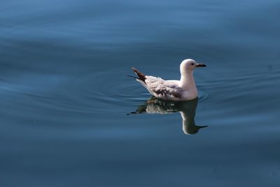 Duck swimming in lake