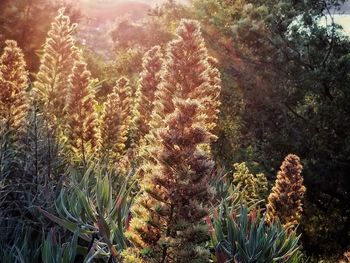 High angle view of succulent plants in forest