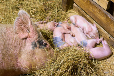 Pig family relaxing in barn