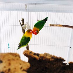 Close-up of parrot perching in cage