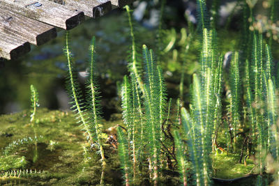 Close-up of fern amidst trees