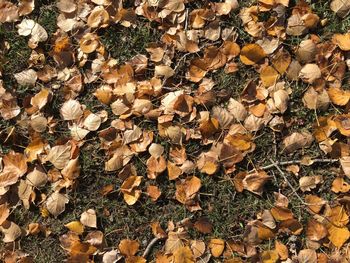 Close-up of dry maple leaves on field