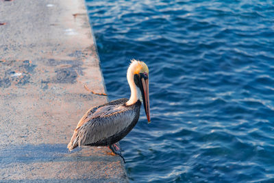 Close-up of bird perching on a sea