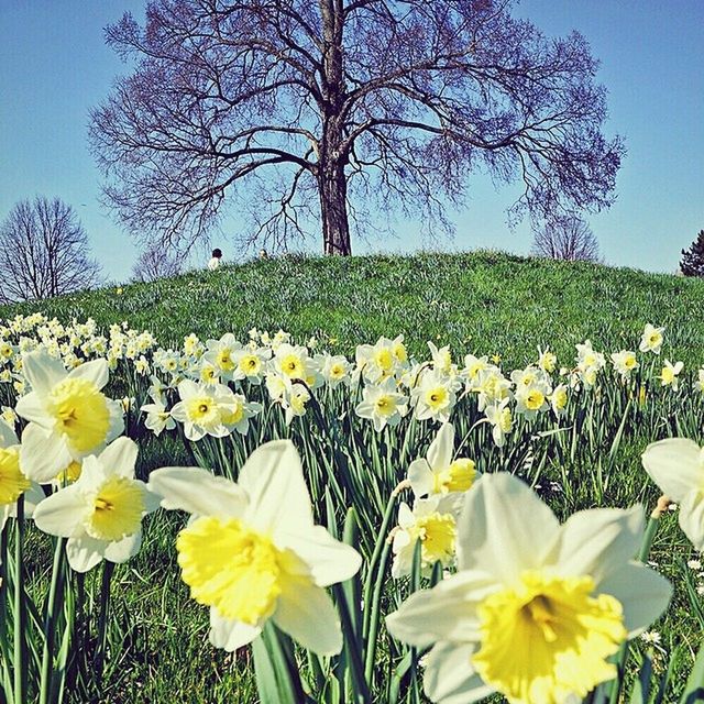 Britzergarten