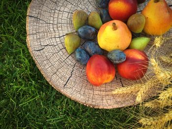 High angle view of fruits on grass