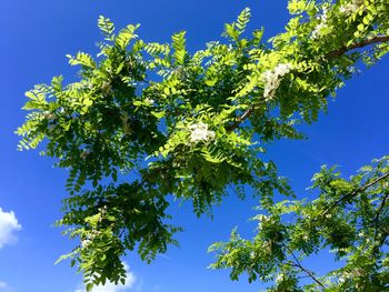 Low angle view of tree against blue sky