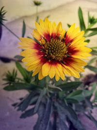 Close-up of fresh yellow flower blooming outdoors