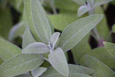 Close-up of wet plant leaves