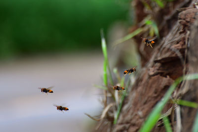 Close-up of bee flying