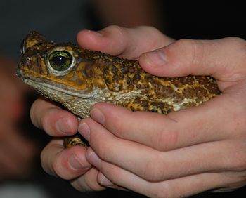 Close-up of frog in childrens hands