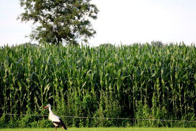 Bird perching on field against sky