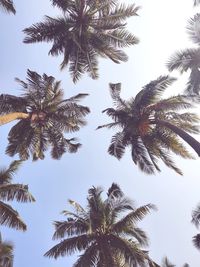 Low angle view of palm trees against clear sky