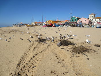 Birds on beach against clear sky