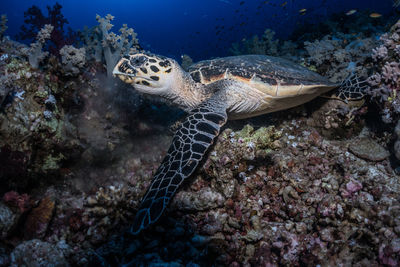 Sea turtle eating corals 