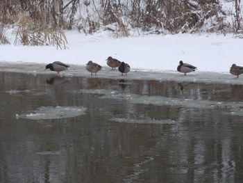 Birds in lake during winter